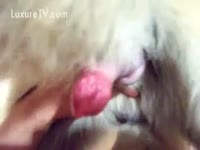 Beastiality dilettante scene with a whore and her delightsome poodle